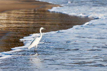 Image showing Little Egret (Egretta garzetta)