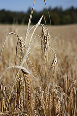 Image showing spike of corn