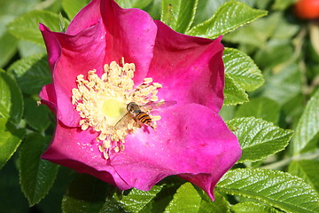 Image showing Bee