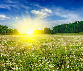 Image showing Summer blooming meadow field