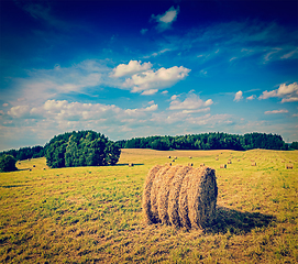 Image showing Hay bales on field