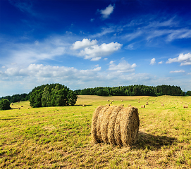 Image showing Hay bales on field