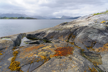 Image showing seaweed growing on a cliff