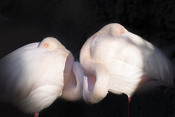 Image showing Flamingos with heads tucked in sleeping