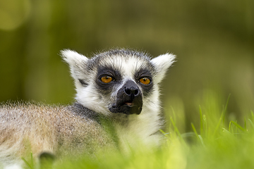 Image showing Ring-tailed lemur lies on the grass