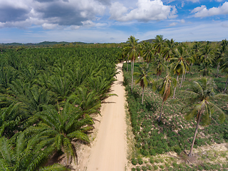 Image showing Coconut and tapioca plantation in Huai Yai, Pattaya, Thailand