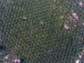 Image showing Palm oil plantation near Pattaya, Thailand