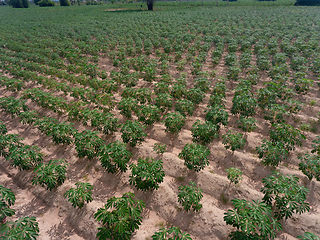 Image showing Tapioca field in Thailand