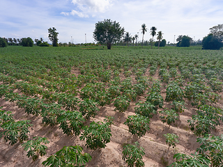 Image showing Tapioca field in Thailand