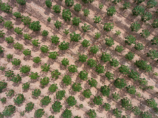 Image showing Tapioca field in Thailand