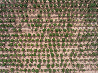 Image showing Tapioca field in Thailand