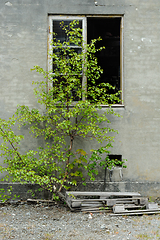 Image showing old broken window with green wood in old brickwork