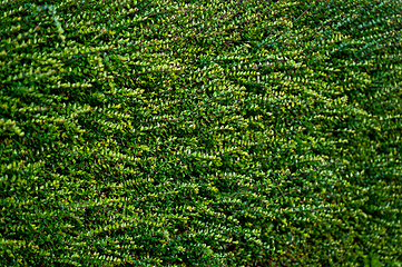 Image showing Background texture photo of bushes with green leaves for screensaver
