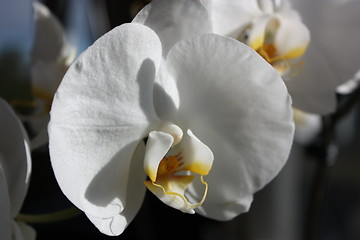 Image showing orchids