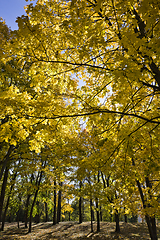 Image showing beautiful tree crown