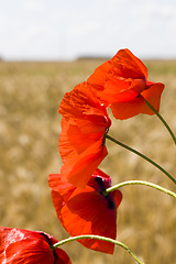 Image showing red poppy