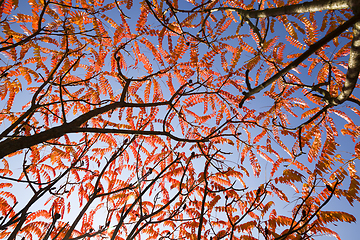 Image showing reddened leaves of trees