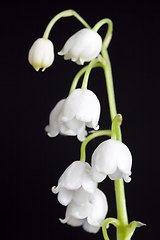 Image showing Lily of the valley