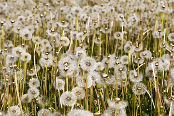 Image showing white dandelions