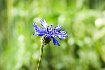 Image showing blue wildflowers cornflowers