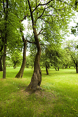 Image showing trees in spring