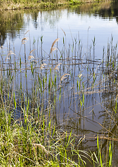 Image showing grass growing