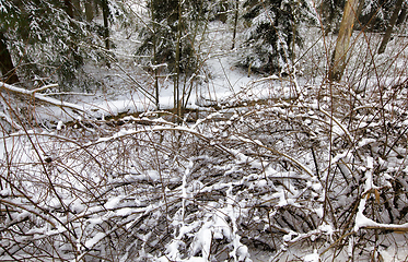 Image showing snow-covered pine trees