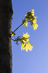 Image showing young maple tree