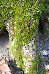 Image showing tree bark