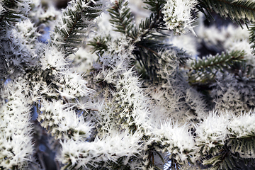 Image showing pine trees in winter