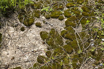 Image showing moss on stones