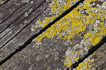 Image showing lichen on the boards