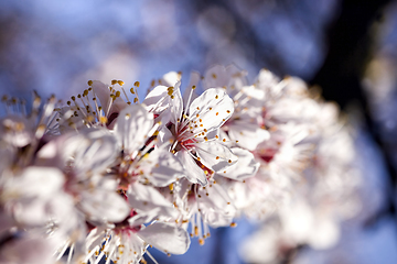 Image showing apricot in the spring garden