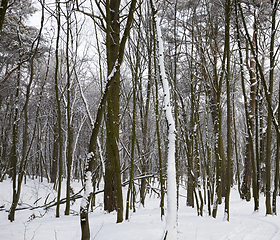 Image showing white fresh snow in forest
