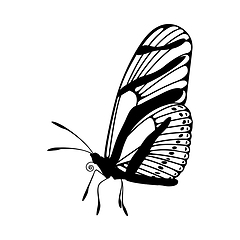 Image showing Sketch of Butterfly