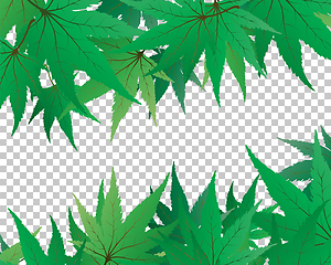 Image showing maple leaves