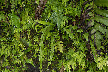 Image showing Guadeloupe, French Antilles