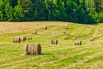 Image showing Hay bales on field