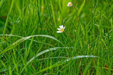 Image showing Macro photography of grass and wildflowers with dew at dawn