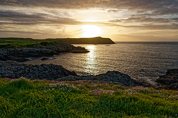 Image showing Rocky sea coast with grass and wildflowers at sunset. Very beautiful landscape