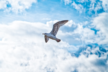 Image showing Photo of a seagull in flight against a blue sky with feather clouds
