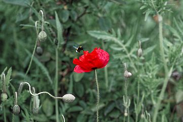 Image showing Red poppy with a bee in flight on a green background. Macro photography