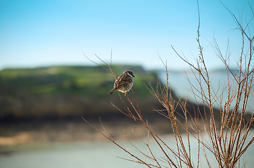 Image showing A sparrow sits on a branch against the backdrop of the sea and a green island