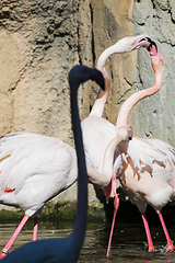 Image showing Four pink flamingos