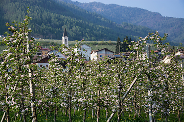 Image showing Apple Blossom at Caldes, Trentino, Italy