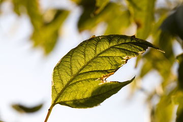 Image showing green foliage on the trees in early autumn