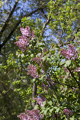 Image showing beautiful lilac