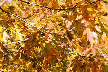 Image showing nature in the autumn