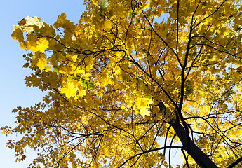 Image showing Maple Park in autumn