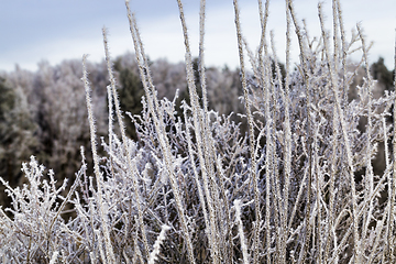 Image showing branches of the Bush